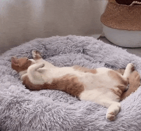 ezgif-com-gif-maker_74afe34c-feab-4204-bf7f-56fb204552f7_1600x.gif